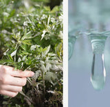 [HANYUL] Pure Artemisia Fresh Calming Water 150ml Korea Cosmetic